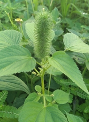 Acalypha alopecuroidea