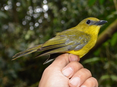 Pachycephala hypoxantha