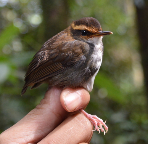 Bornean Stubtail (Urosphena whiteheadi), photo 4