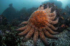 Pycnopodia helianthoides