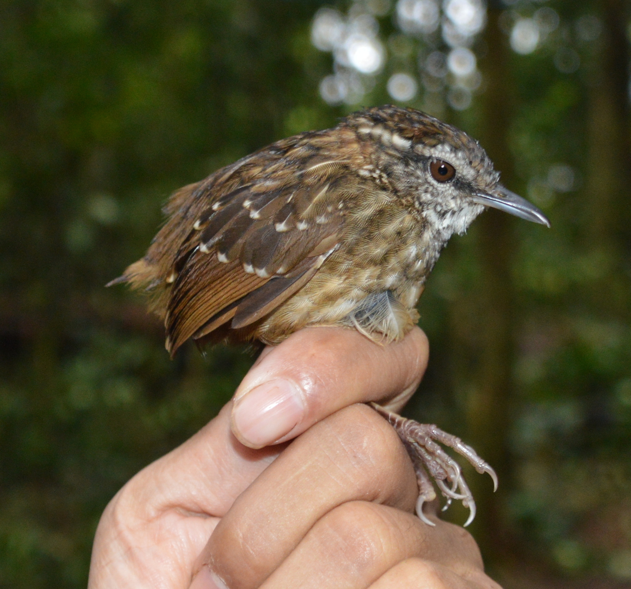 Eyebrowed Wren-Babbler