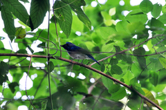 Cyornis hainanus