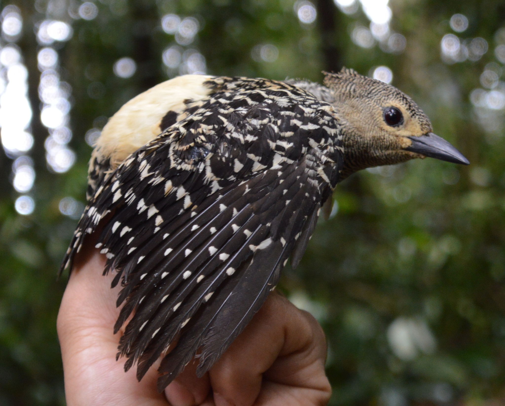 Buff-rumped Woodpecker (Meiglyptes grammithorax)