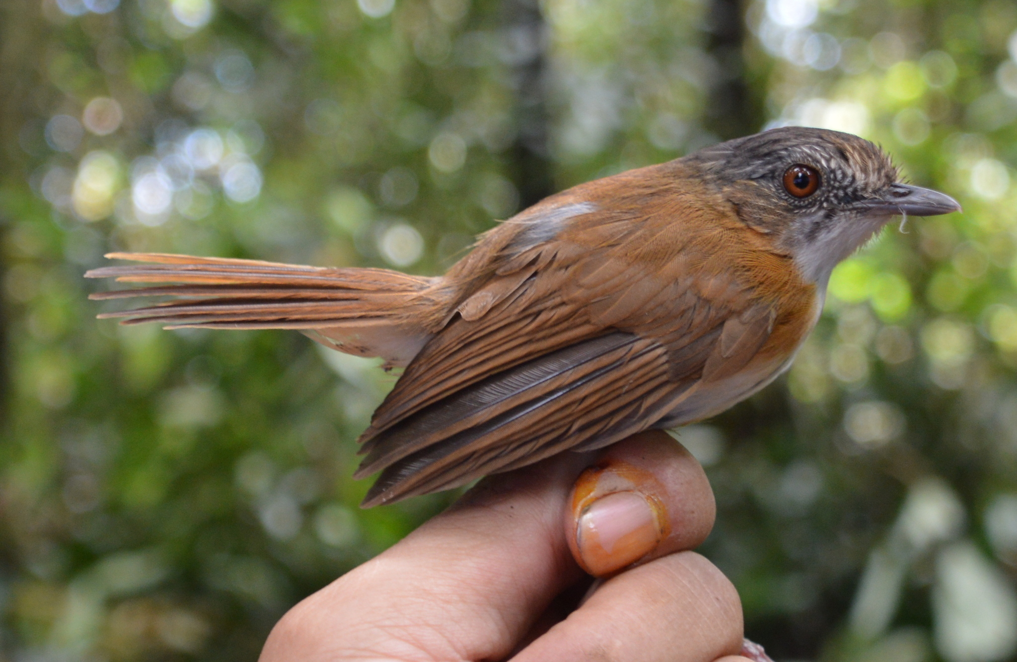 Temminck's Babbler illustration