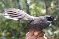 Rhipidura albicollis kinabalu