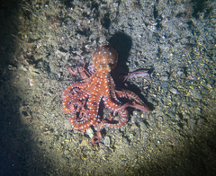 Callistoctopus macropus