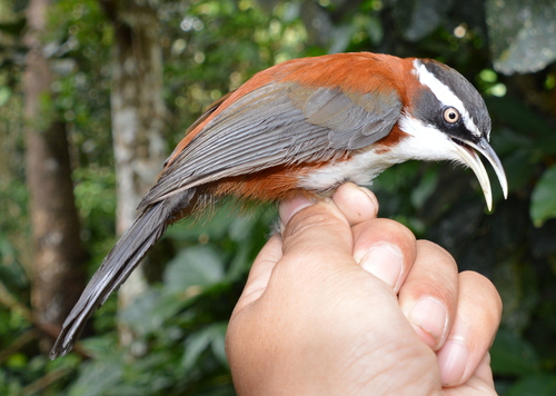 Sunda Scimitar Babbler (Pomatorhinus bornensis), photo 3