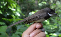 Rhipidura javanica