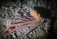 Callistoctopus macropus