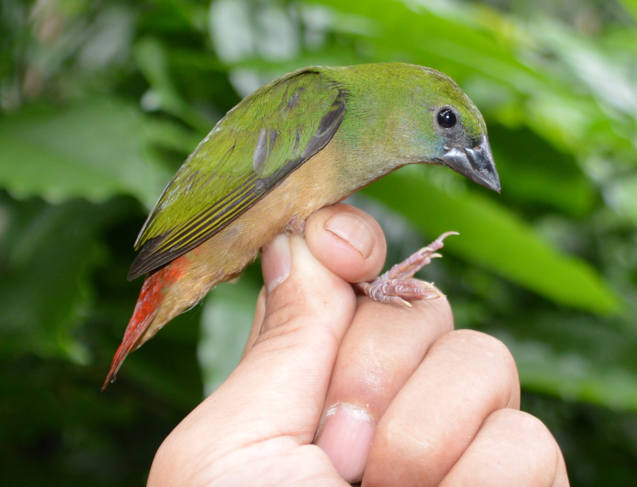 Pin-tailed Parrotfinch