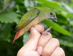 Erythrura prasina