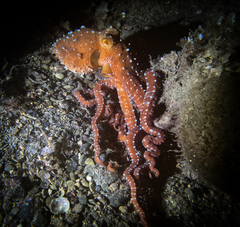 Callistoctopus macropus
