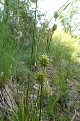 Carex flava