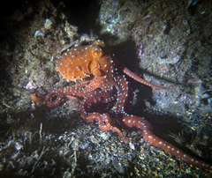 Callistoctopus macropus