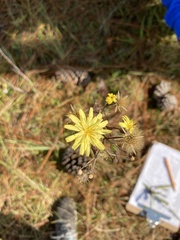 Hieracium megacephalon