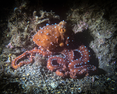 Callistoctopus macropus