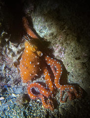 Callistoctopus macropus