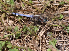 Orthetrum caffrum