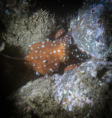 Callistoctopus macropus