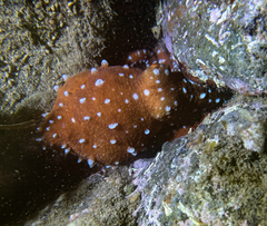 Callistoctopus macropus