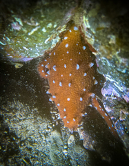 Callistoctopus macropus