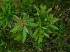 Brabejum stellatifolium