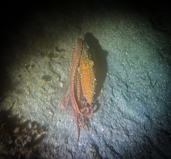 Callistoctopus macropus