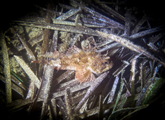 Scorpaena porcus