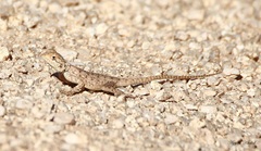 Agamidae