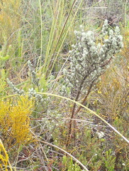 Amphithalea fourcadei