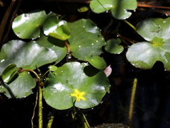 Nymphoides thunbergiana