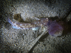 Gobius geniporus
