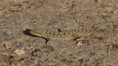 Mediodactylus kotschyi