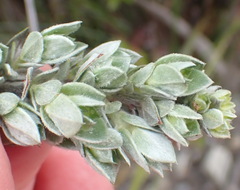 Amphithalea fourcadei