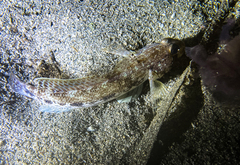 Gobius geniporus