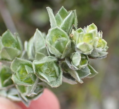 Amphithalea fourcadei