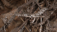 Macrovipera lebetinus schweizeri