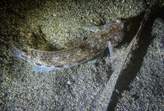 Gobius geniporus