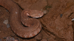 Macrovipera lebetinus schweizeri