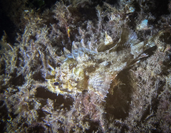 Scorpaena porcus