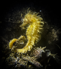 Hippocampus guttulatus