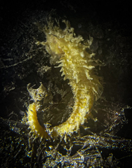 Hippocampus guttulatus