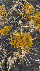 Austrolycopodium magellanicum