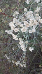 Pseudognaphalium microcephalum