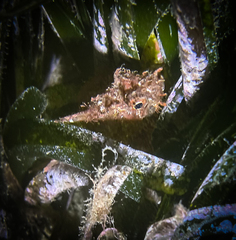 Scorpaena porcus