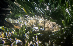 Scorpaena porcus