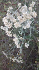 Pseudognaphalium microcephalum