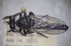 Cyrtopogon