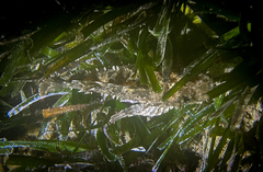 Scorpaena porcus