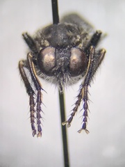 Cyrtopogon
